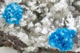 Vibrant Blue Cavansite Clusters on Mordenite & Stilbite - India #306071-2